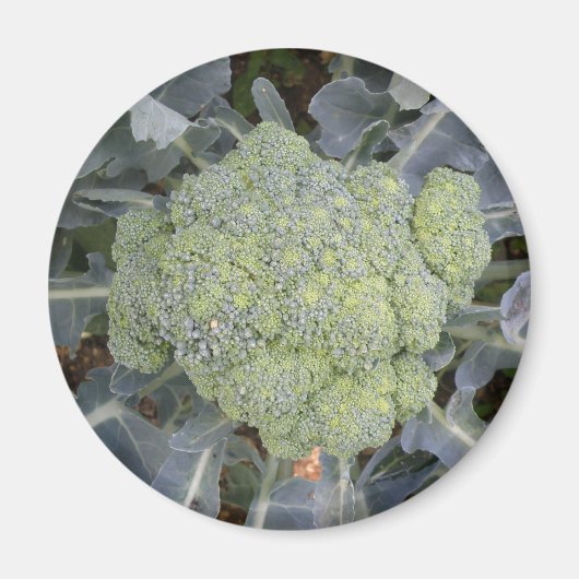 Magnet Broccoli (Devant)