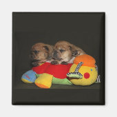 Magnet Bulldog (Devant)