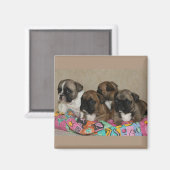 Magnet Bulldog (Recto/Verso)