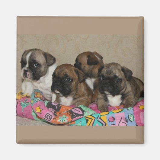 Magnet Bulldog (Devant)