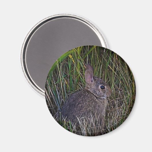 Magnet Bunny (Recto/Verso)