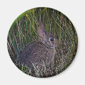 Magnet Bunny (Devant)