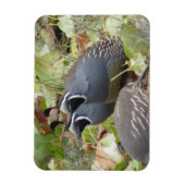 Magnet California Quail Twins (Vertical)