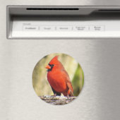 Magnet Cardinal du Nord (In Situ (Lave-vaisselle))