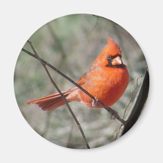 Magnet cardinal du Nord coloré (Devant)