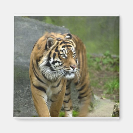 Magnet carré (Devant)