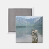 Magnet Carré de chien malamué (Recto/Verso)