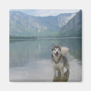 Magnet Carré de chien malamué