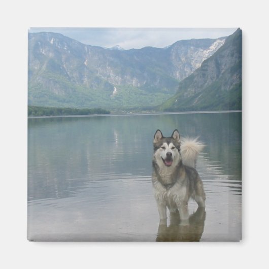 Magnet Carré de chien malamué (Devant)