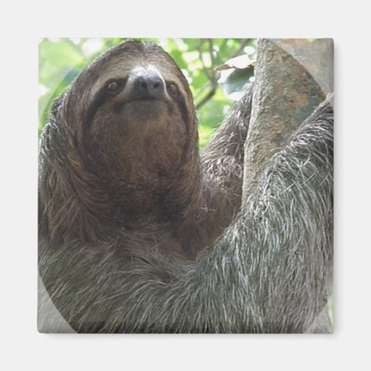 Magnet Carré de conception photo Sloth (Devant)