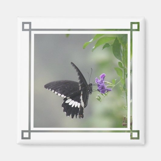 Magnet Carré de jardin papillon (Devant)