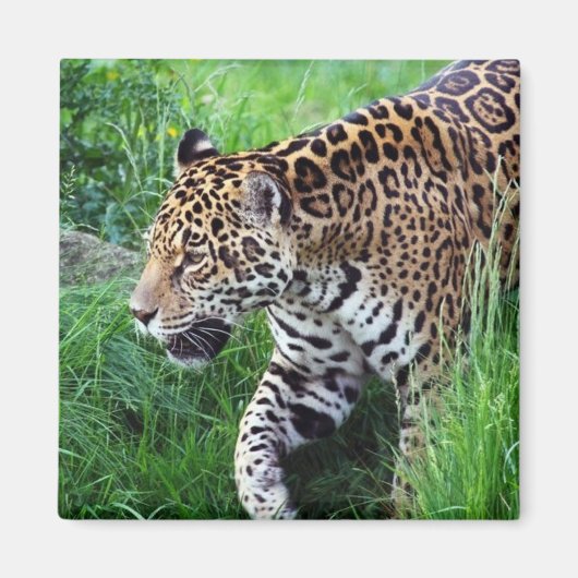Magnet Carré de l'habitat Jaguar (Devant)