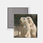 Magnet Carré photo de chien des Prairies (Recto/Verso)