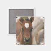 Magnet Carré pour bébé de cheval (Recto/Verso)