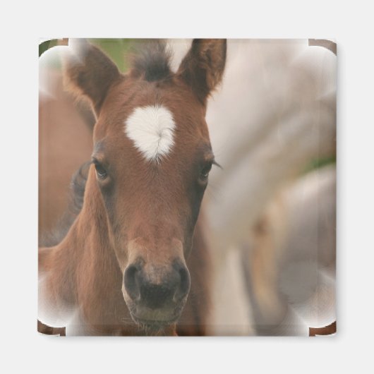 Magnet Carré pour bébé de cheval (Devant)