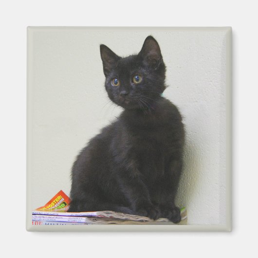 Magnet Chaton Noir Mignon (Devant)