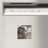 Magnet ~ Chèvre de bébé :: Amour (In Situ (Lave-vaisselle))