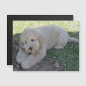 Magnet Chien Chiot Cockapoo Animaux Mignons Drôle (Devant / Derrière)