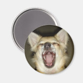 magnet chihuahua photo perso (Recto/Verso)