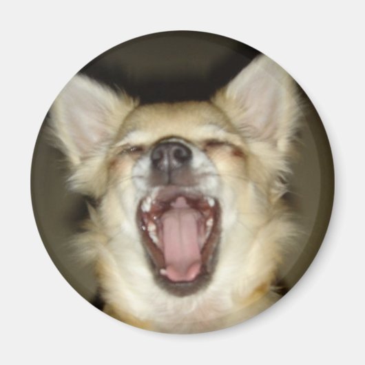 magnet chihuahua photo perso (Devant)
