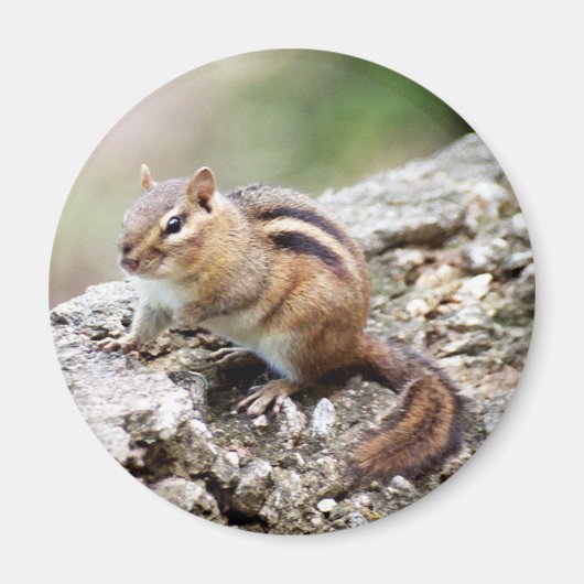 Magnet Chipmunk (Devant)