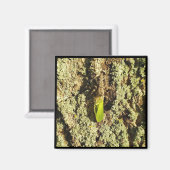Magnet - Cicadelle capturée (Recto/Verso)