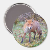 Magnet circulaire de renard rouge mignon (Recto/Verso)