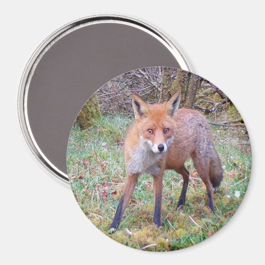 Magnet circulaire de renard rouge mignon (Recto/Verso)