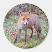Magnet circulaire de renard rouge mignon (Devant)