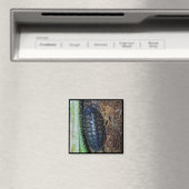 Magnet - Cloporte (photo) (In Situ (Lave-vaisselle))