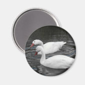 Magnet - Coscorba Swan Pair (Recto/Verso)