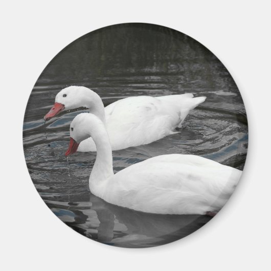 Magnet - Coscorba Swan Pair (Devant)