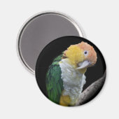 Magnet Cutie Coloré (Recto/Verso)
