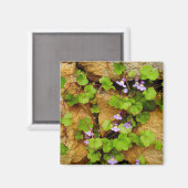 Magnet Cymbalaria muralis (Recto/Verso)