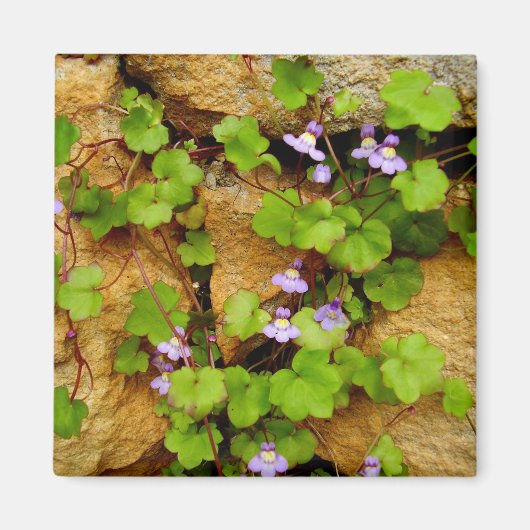 Magnet Cymbalaria muralis (Devant)