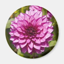 Magnet Dahlia Violet