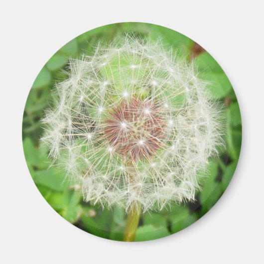 Magnet - Dandelion Seed Ball Magneet (Voorkant)