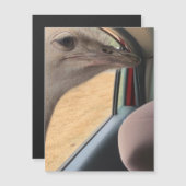 Magnet d'autruche (Devant / Derrière)