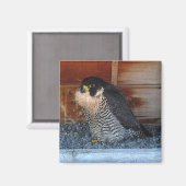 Magnet de beauté (Recto/Verso)