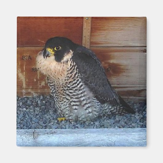 Magnet de beauté (Devant)