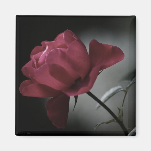 Magnet de beauté de l'amour (Devant)