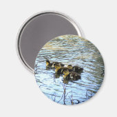 Magnet De Bébés Canards (Recto/Verso)