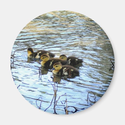 Magnet De Bébés Canards (Devant)
