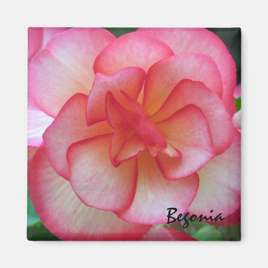 Magnet de Begonia rose et blanc (Devant)