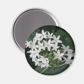 Magnet de belles fleurs tropicales blanches (Recto/Verso)