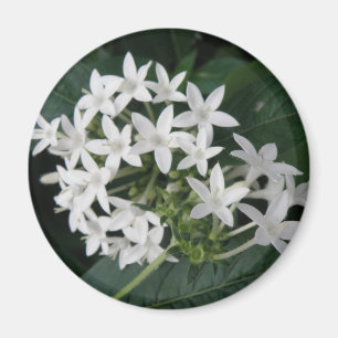 Magnet de belles fleurs tropicales blanches