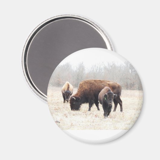 Magnet de Bison Prairie (Recto/Verso)