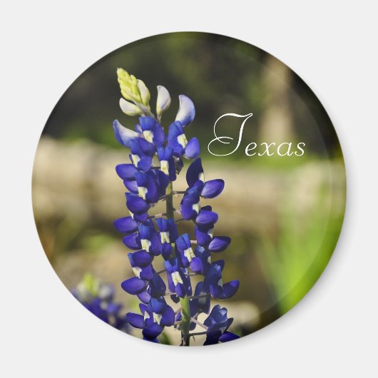 Magnet de bleuets texans (Devant)