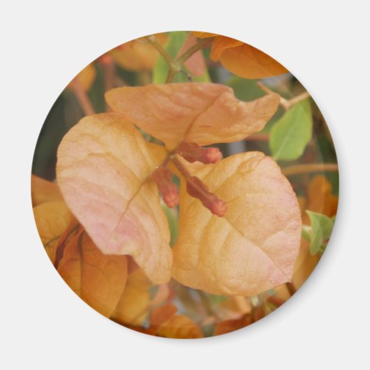 Magnet de bougainvilliers orange (Devant)