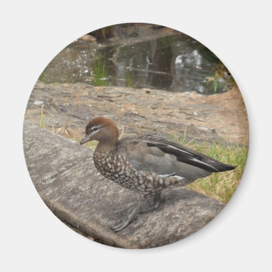 Magnet de canard (Devant)